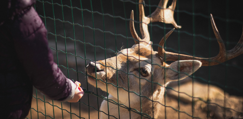 Нижегородские зоопарки получат субсидии из городского бюджета