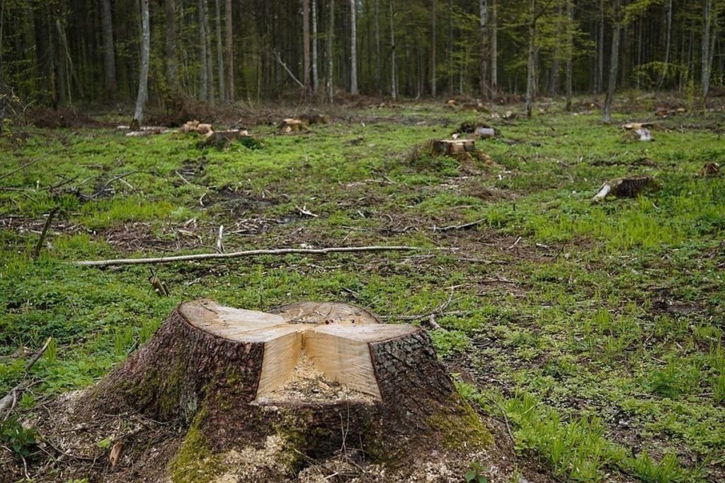 Глеб Никитин утвердил новый план по борьбе с незаконной вырубкой леса