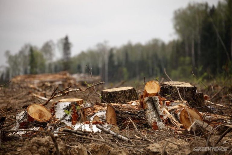 75 гектаров незаконных рубок в Нижегородской области выявлено с помощью космического мониторинга лесов