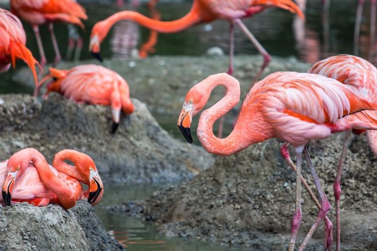 Спасенные фламинго адаптировались в нижегородском зоопарке