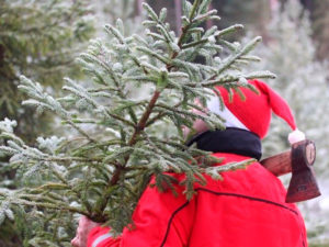 В нижегородских лесничествах открыт сезон заготовки новогодних елей